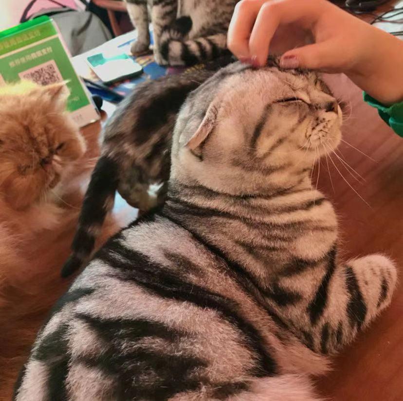 秦皇岛这只网红猫日常“巡逻”你见过吗？岛上还有这些撸猫好去处~