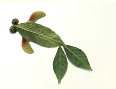 有多少种各种各样的小动物呢,用落叶做可爱的小动物