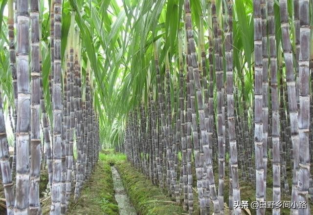 学会这几点让你成功,学会种甘蔗
