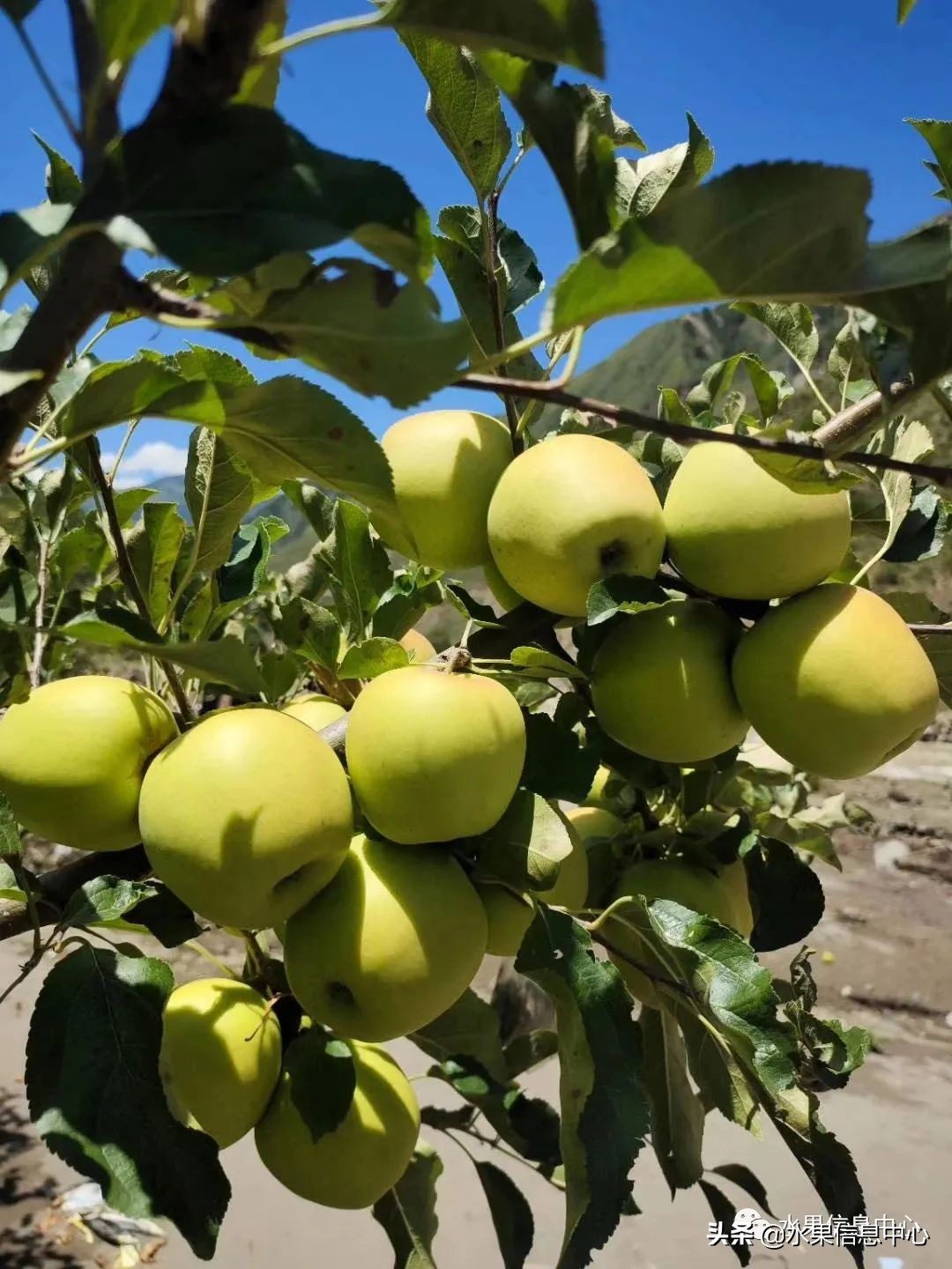 国内最好的苹果品种排行榜前十名,响富苹果和元富红苹果哪个品种好