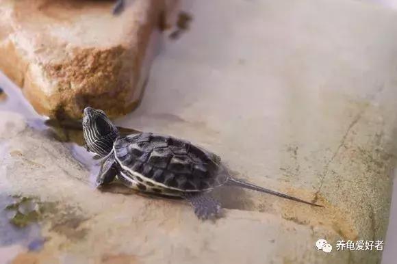 家养中华花龟怎么养,中华花龟新手饲养多少厘米的