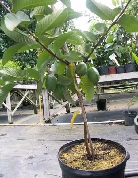 番石榴如何快速开花结果,在花盆里长出的番石榴树会出果吗