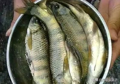 十种最好吃的河鲜,最常见美味的河鲜