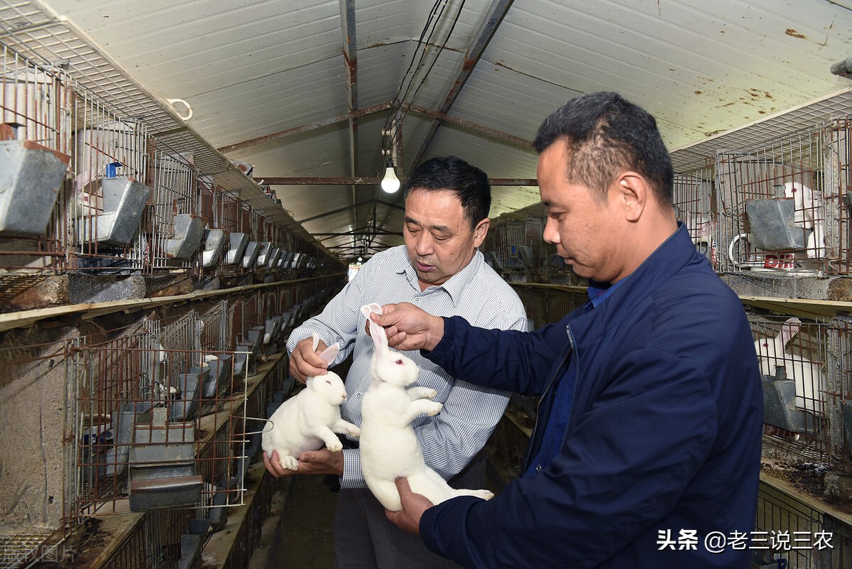 一个办法，解决冬天兔子饮水问题，长膘快，产仔多，一年多挣1000