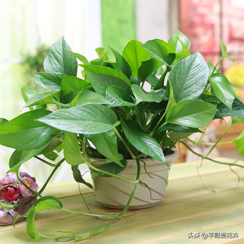 除甲醛的花及养殖方法如下,室内养什么花可以除甲醛净化空气