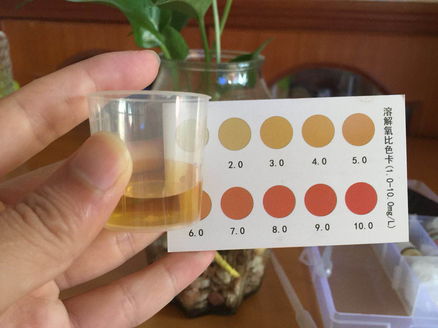 绿萝怎么给斗鱼造景,斗鱼与绿萝能一起养吗