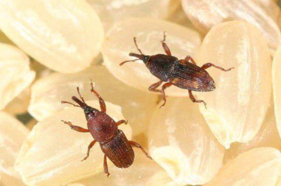 米饭放久了里的虫子是什么虫,米罐里有小虫子怎么办