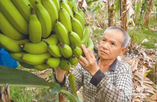 台湾香蕉被日本退货！台媒：*进党民**只关心“大内宣”