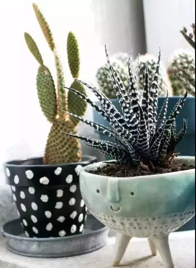 什么植物甲醛吸附好,房间里吸收甲醛的植物有哪些