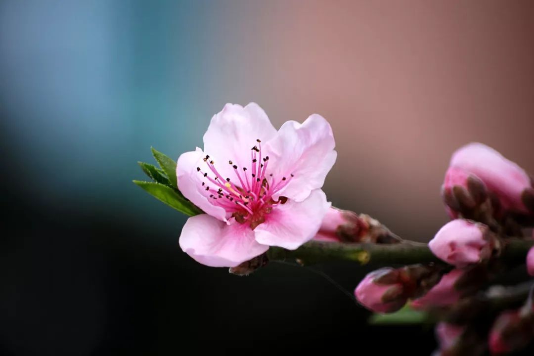 100种常见观叶植物图鉴史上最全,农村常见的100种植物