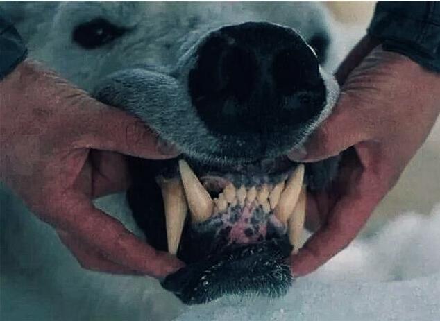 狗狗狂犬病症状发作过程,泰迪狗狗得狂犬病的症状