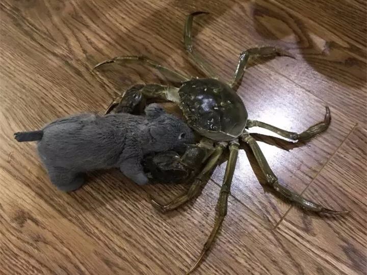 橘猫大螃蟹,橘猫挑战失败视频