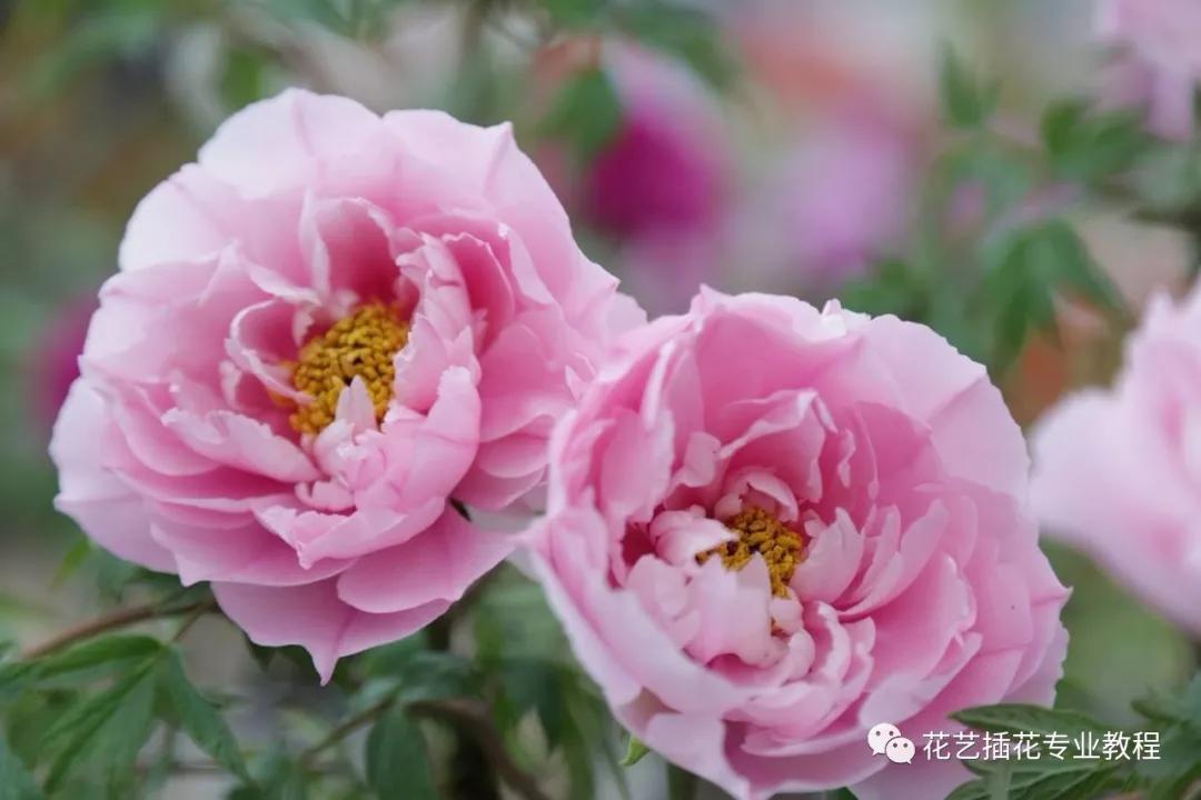 学花艺必备的花语,花艺师要知道的花与花语