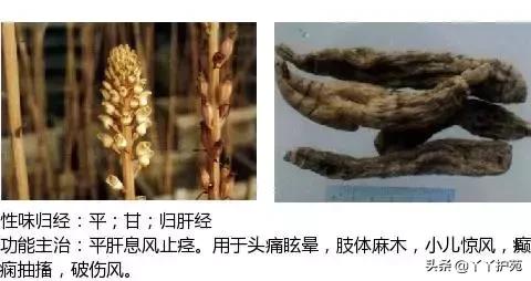 农村身边的中草药主治与功效,中草药全图谱与功效