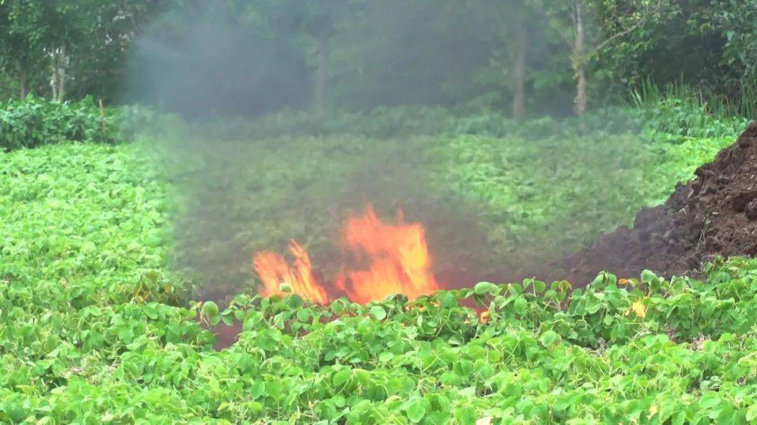 一只眼镜蛇可毒死几名成年人,剧毒眼镜蛇吓人