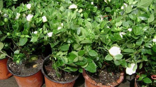 栀子花水大了叶子发黄怎么办,栀子花叶子发黄干叶家用方法