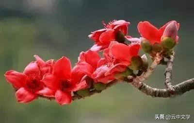 花语大全100种花图片,100种花的花语太全了