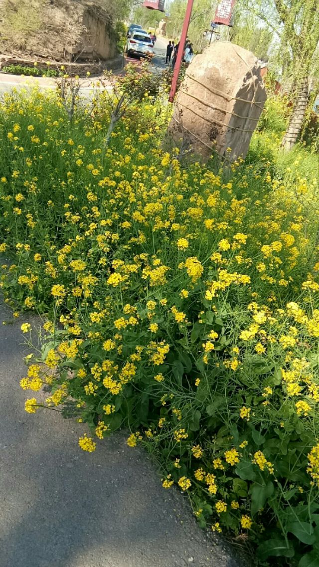 七律春日感怀的诗词,七律春日寻春诗词