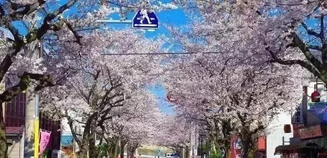 东京23区域的特点,东京23区居住体验对比