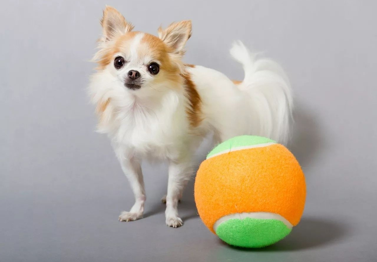 吉尼斯记录体型最大的狗,吉尼斯世界纪录最大的狗狗