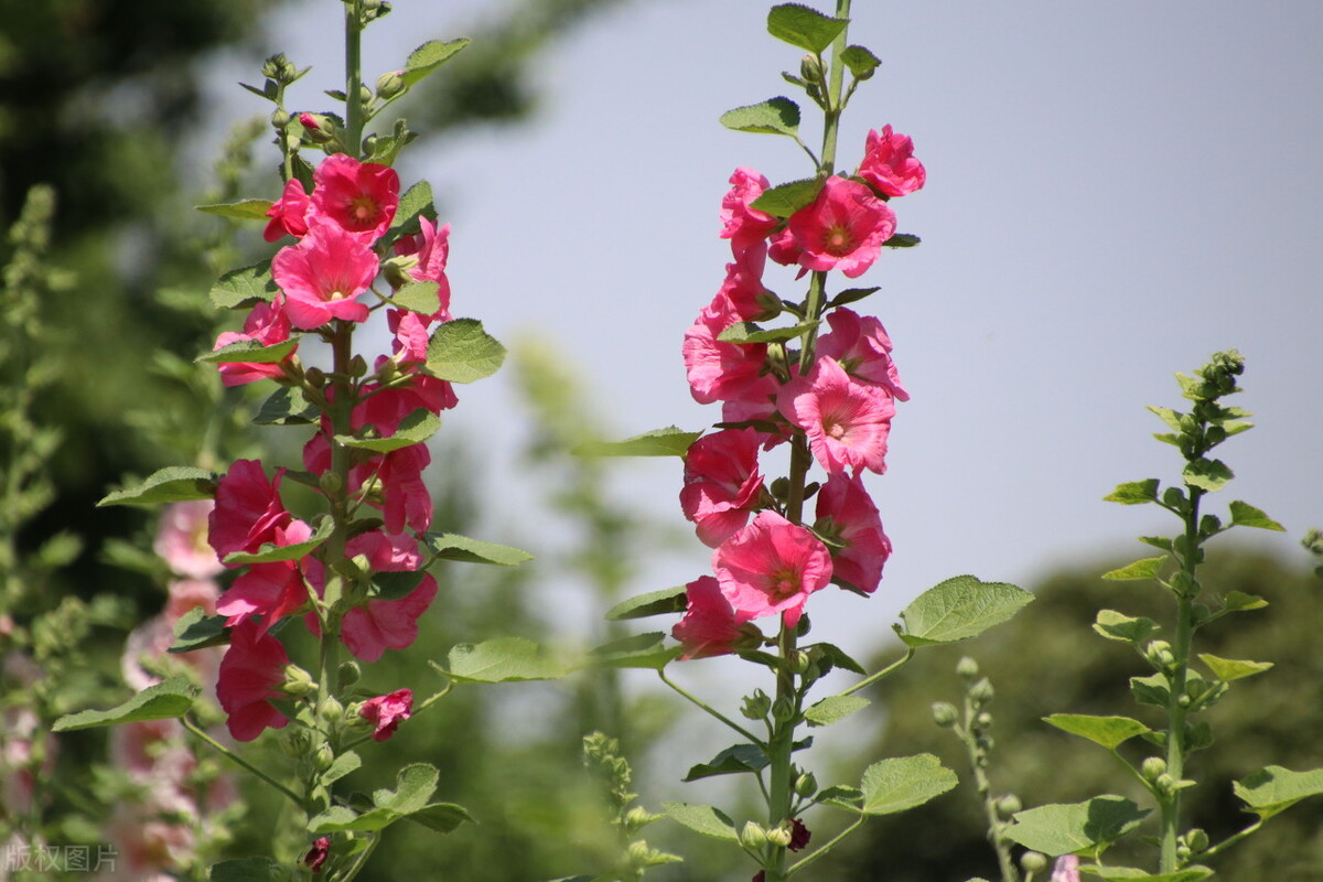 四川一种名花：花叶可食、全株入药，一开就是180天，又美又强大