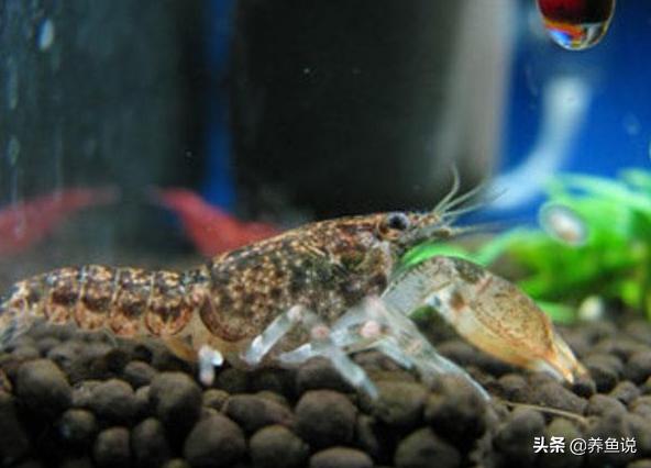 美系稀有鳌虾侏儒恶魔鳌虾,新手养观赏鳌虾