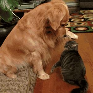 女孩被狗咬最后得狂犬病后续,女孩被狗咬得狂犬病现在情况