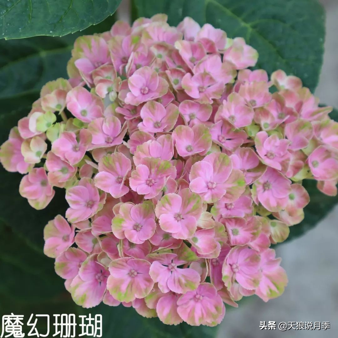 绣球季家里不缺花，全场8折迎初夏