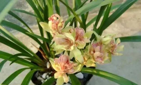 曾是天价兰的品种,天价兰品种