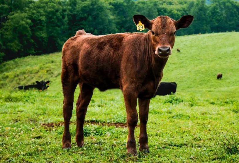 趣谈英文中的“牛词”：牛年的“牛”应该用哪个？