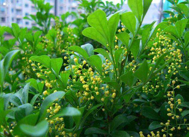 米兰用多大的花盆最好养,养米兰用什么花盆比较好