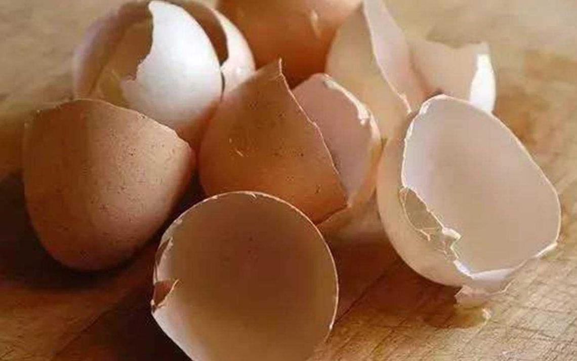 给绿萝来点它不到1个月疯长不停,绿萝怎么爬满墙不黄