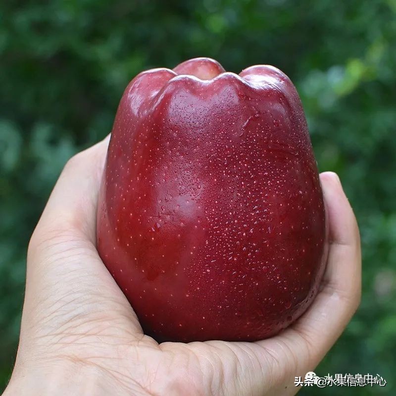 国内最好的苹果品种排行榜前十名,响富苹果和元富红苹果哪个品种好