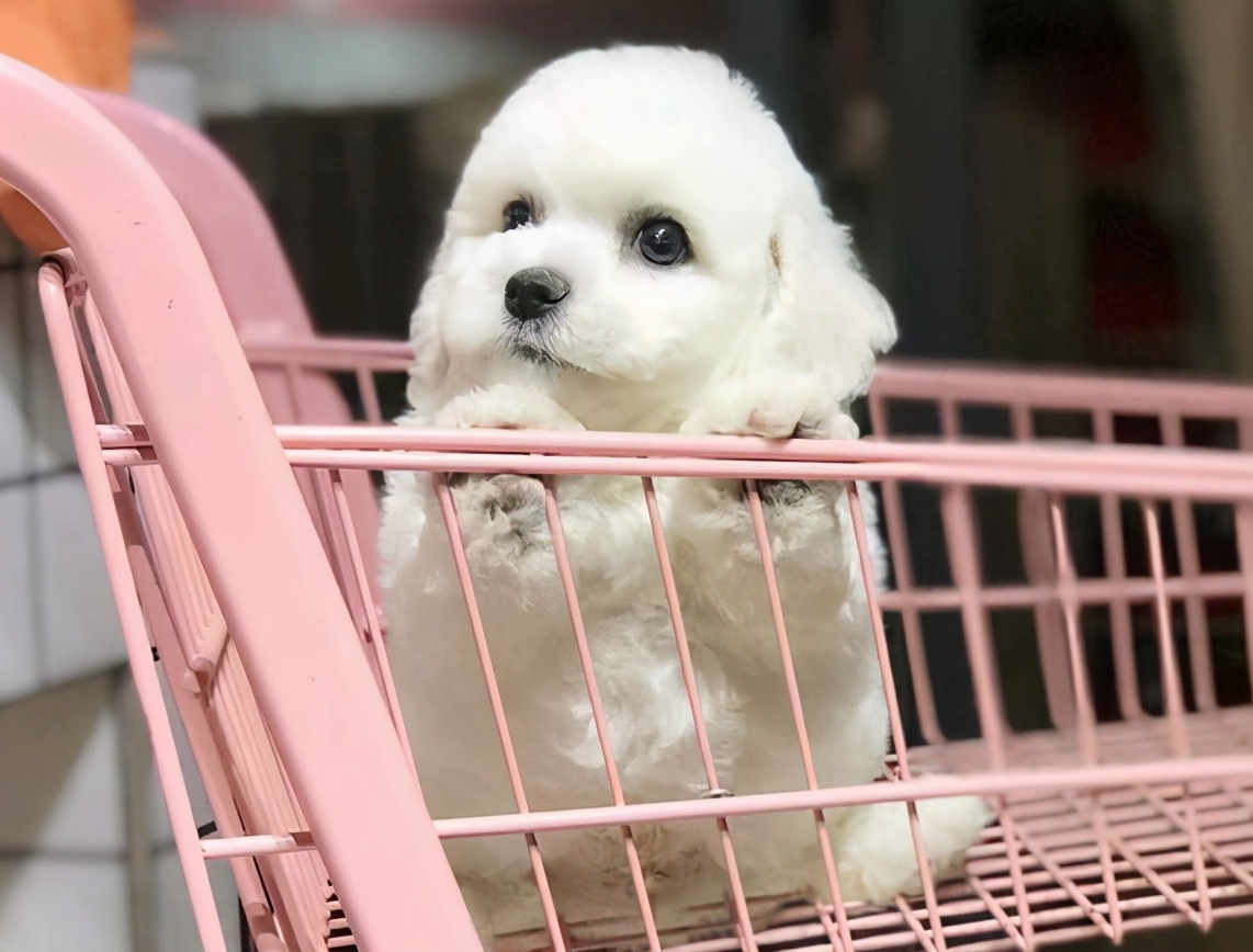 比熊最令人头疼的5大缺点,比熊被宠坏的6大表现