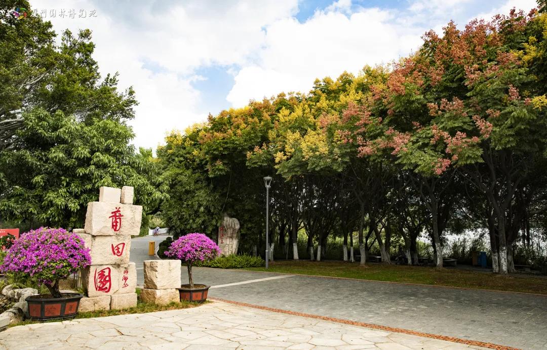 厦门最近哪里的花海最好看,江岭向日葵花海美成童话