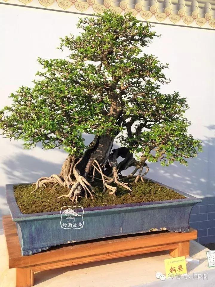 苍劲古朴挺拔有力的老桩盆景欣赏,老态龙钟盆景作品欣赏