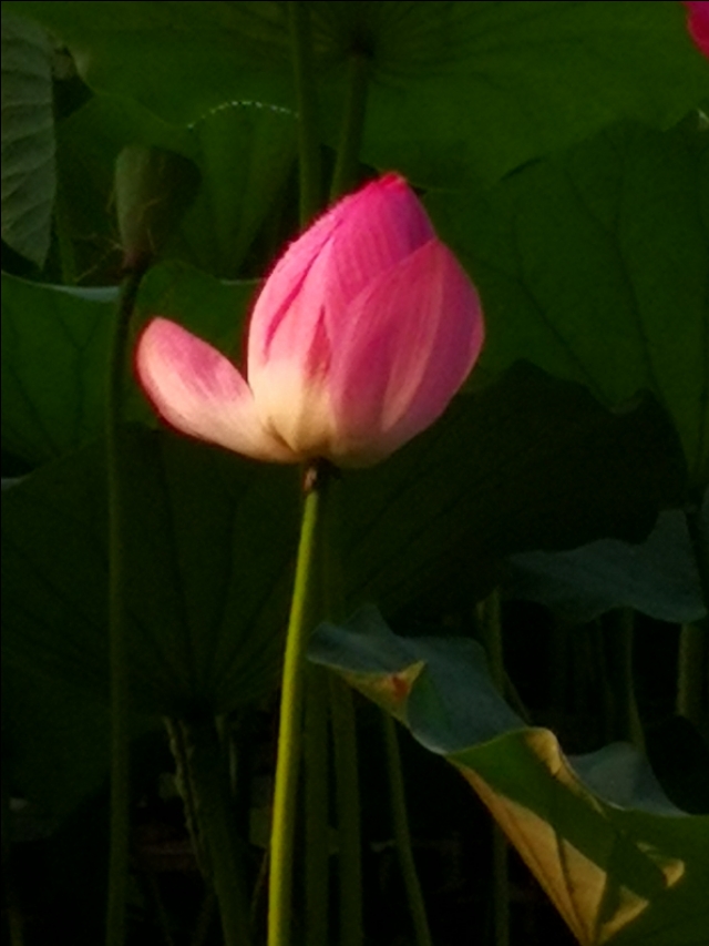 父亲节快到了又想起了我的爸爸,父亲节让我想起了自己的爸爸