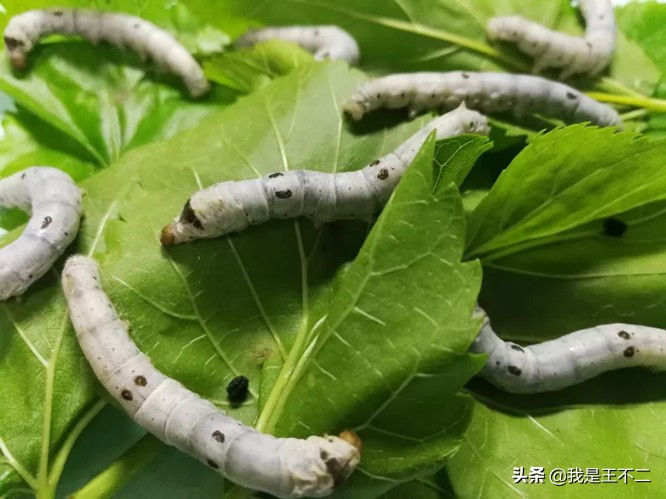 蚕的另一个故事，罗马大皇帝，公主间谍和民国主席