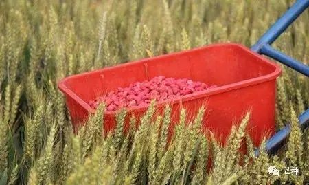 花生高产栽培技术视频,种花生到收花生的所有过程