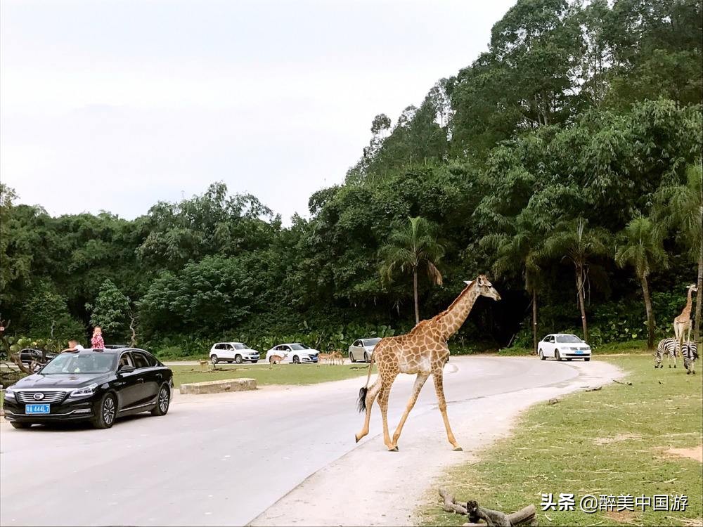广州长隆野生动物世界参观指南,带你去看广州长隆野生动物世界
