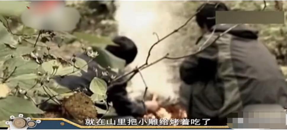 老鹰吃喜鹊被一群喜鹊欺负,老鹰为什么敢捕食毒蛇