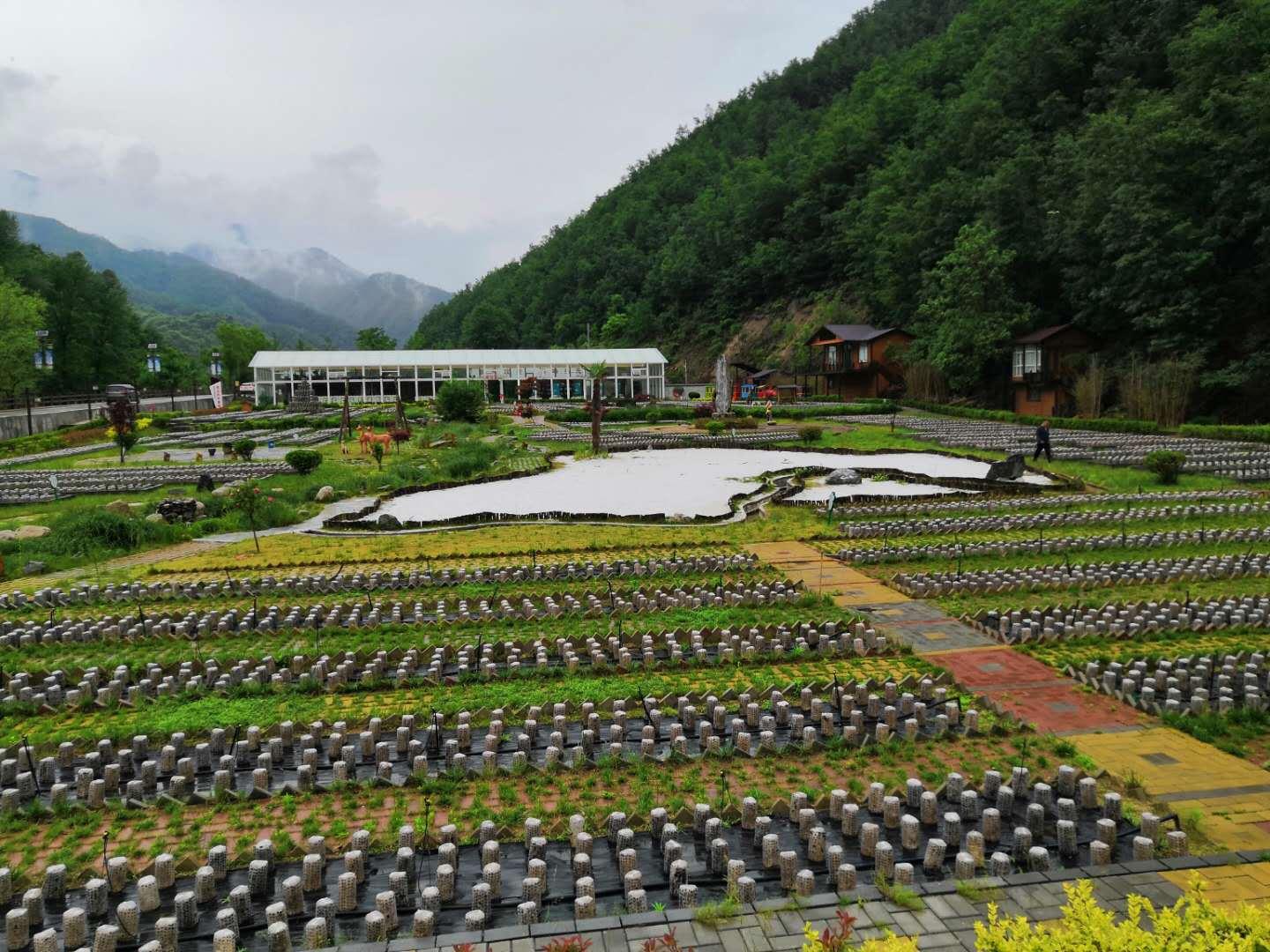 柞水黑木耳东方甄选,柞水木耳特产店