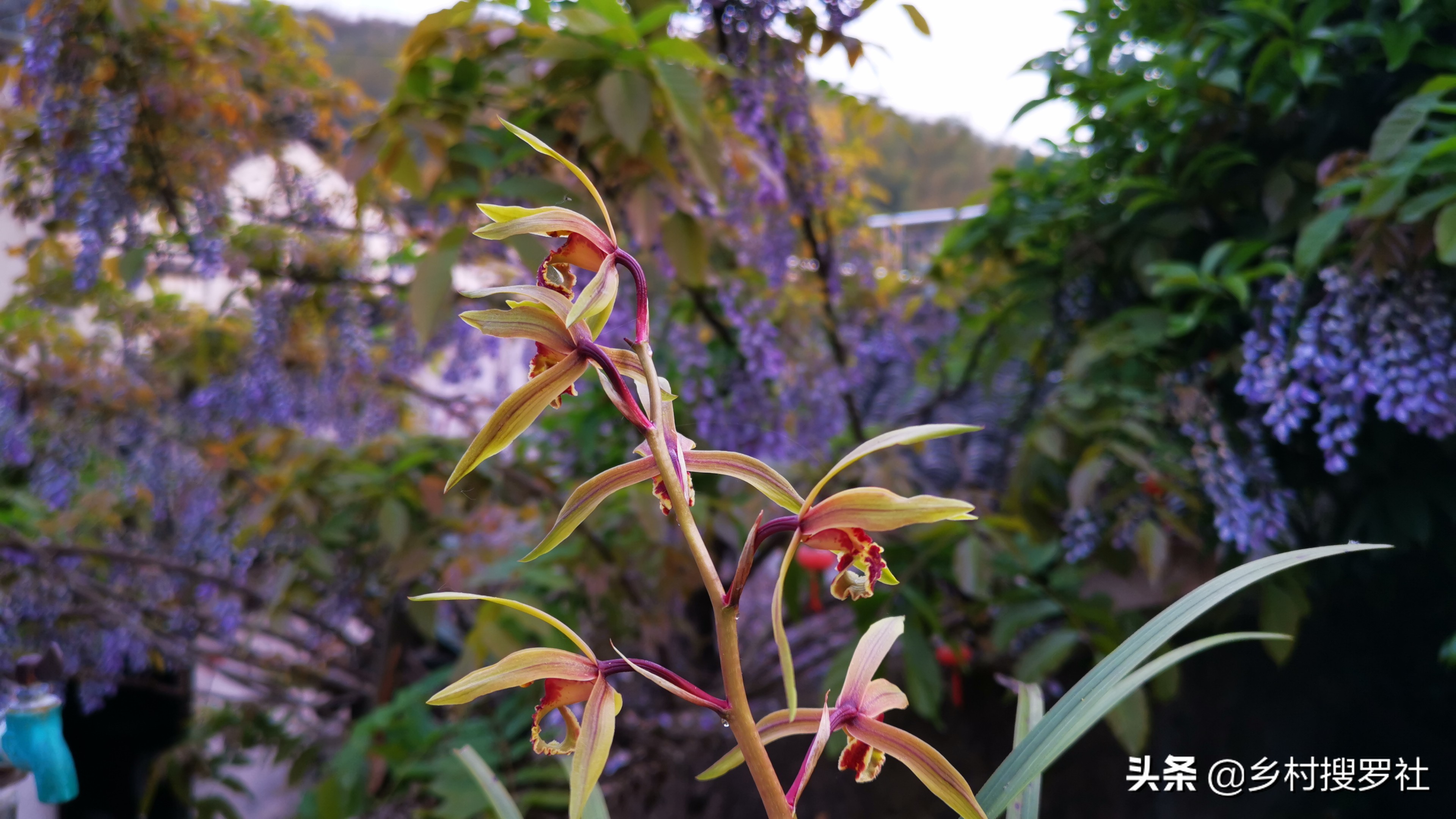 兰花用什么水喷叶子最好,兰花花朵有点干能不能喷点水雾