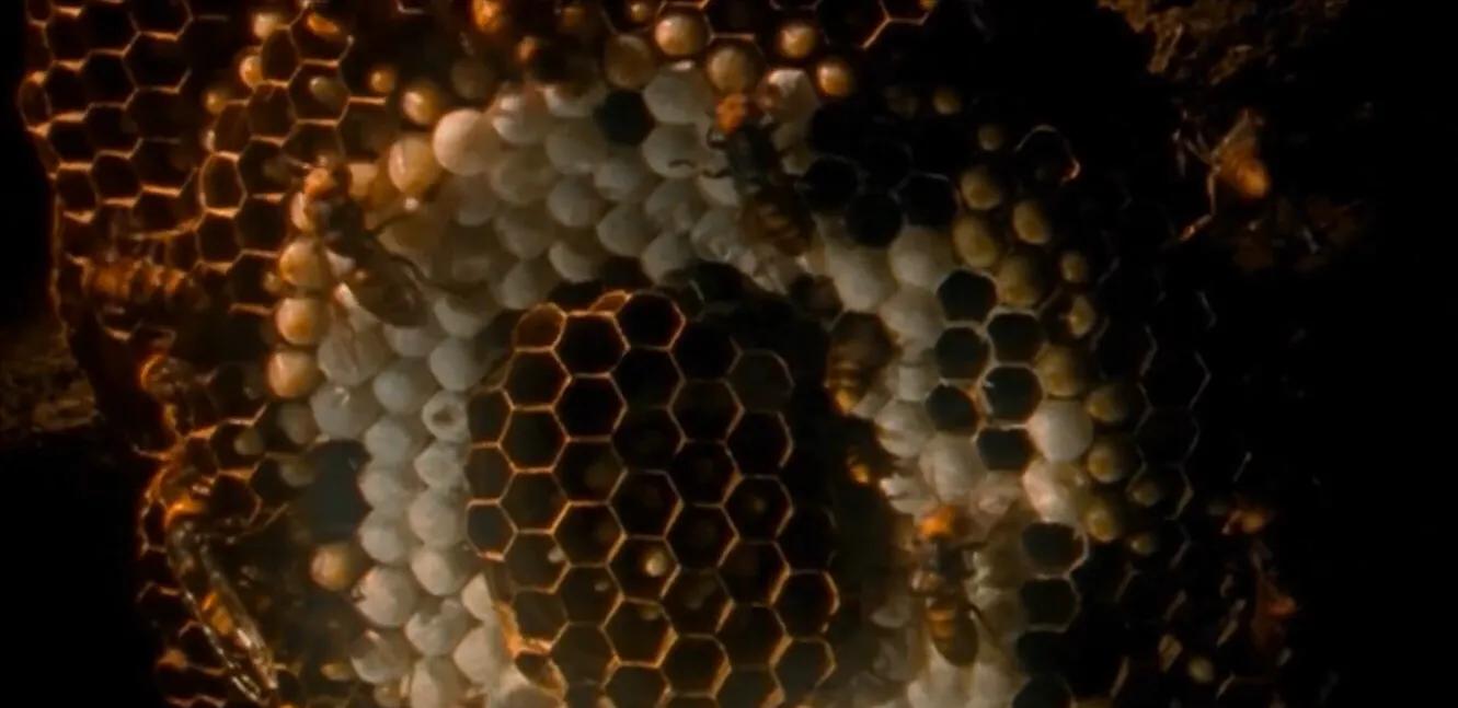 杀人蜂有多可怕,美国巨型杀人蜂