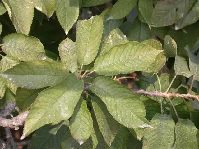 樱桃的常见病虫害及防治方法,樱桃虫害最佳防治方法