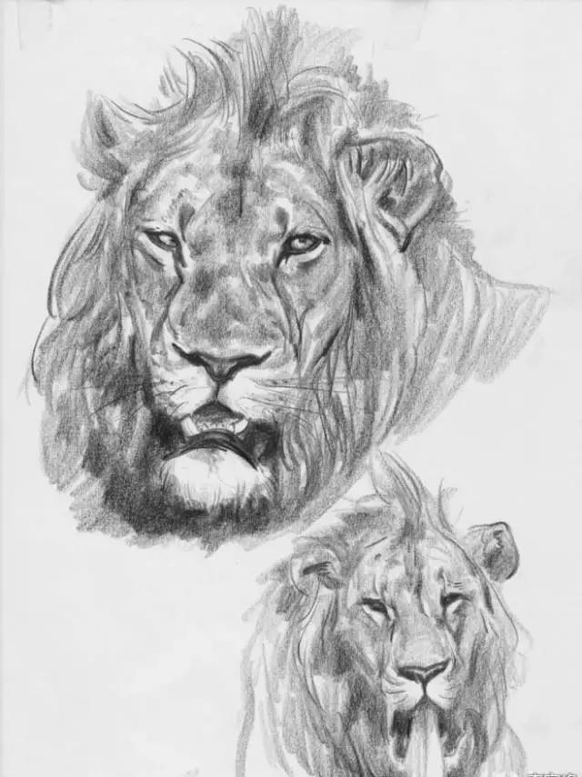 好看的动物素描,一看就会的动物素描