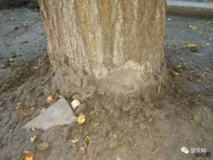 望京到大兴机场快线时刻表,北京快速直达专线112路发车时间