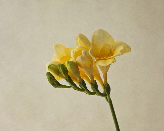 十二星座婚礼花材,十二星座新娘该选什么样的婚礼