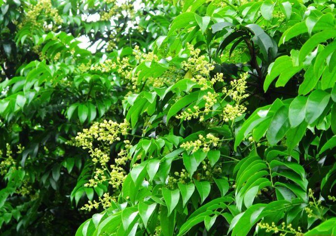 100种常见观叶植物图鉴史上最全,农村常见的100种植物