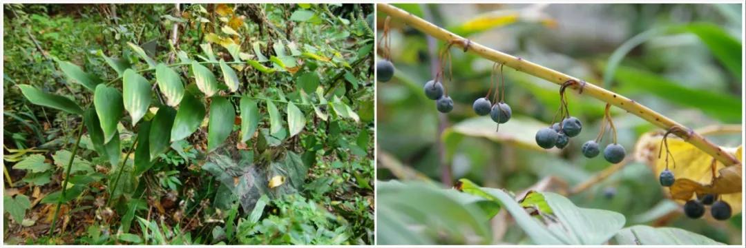 硬核整顿！高清中药教材原植物彩*图色**谱（四期）